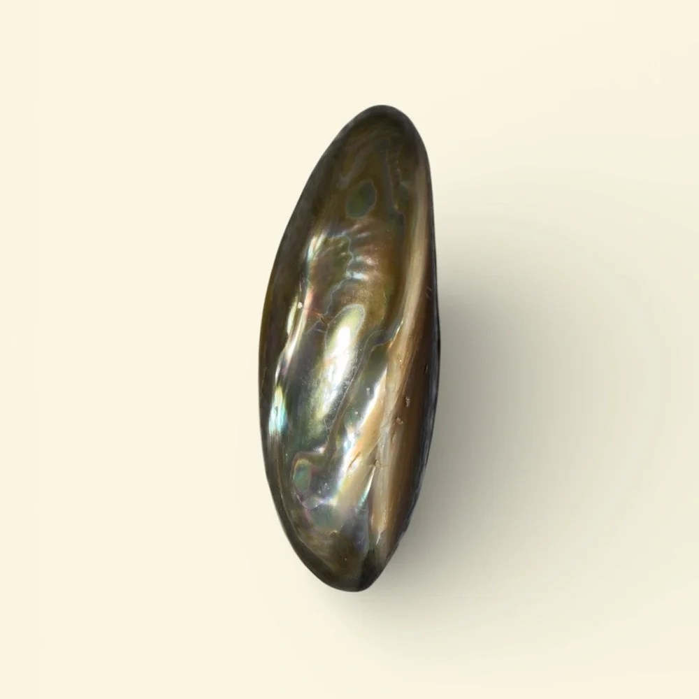 Iridescent Vintage Abalone Shell Brooch 2.5